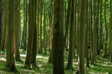 Beech forest in Jasmund National Park on the island of Rügen