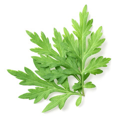 fresh mugwort leaves isolated on white background, top view