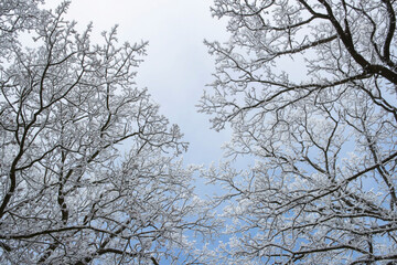 Winter. Trees. Frost. Ripe. Maatschappij van Weldadigheid Frederiksoord Drenthe Netherlands