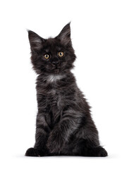 Majestic black smoke Maine Coon kitten, sitting up facing front. Looking beside camera with shiney brown golden eyes. Isolated on white background.