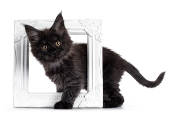 Majestic black smoke Maine Coon kitten, standing side ways through white photo frame. Looking at camera with shiney brown golden eyes. Isolated on white background.