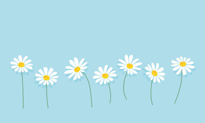 Daisy flower isolated on blue background vector.