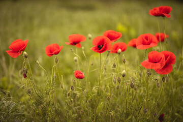Wild field full of blooming poppies with red petals against the background of rich green vegetation in beautiful daylight. Spring flowers that beautify the fields. Background with floral motifs.