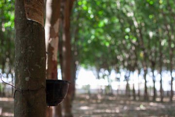 Rubber tree planted in Thailand that is currently experiencing a low rubber price.