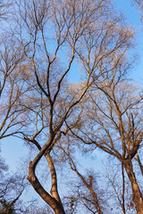 Dry, bare trunks and branches of the tree tops attract strict picturesque creative arnamentom. As a basis for design