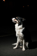 Adorable black and white long hair dog against dark background
