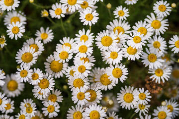 White chamomile flower field in beautiful daylight. Medicinal plants and herbs used for tea. Bouquet of chamomiles with white petals and yellow seeds in the spring and summer season.