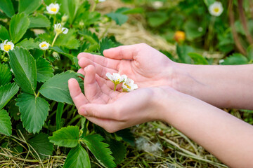 Gardener handles bush of strawberries in the garden. Weed control, planting flowering strawberries bush. Spring gardening.care, transplanting, watering and fertilizing young plants in the garden.