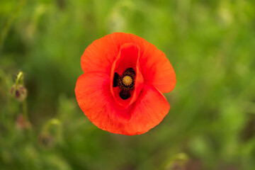 Close-up of flowering poppy with red petals against the background of green vegetation. Poppy seeds.