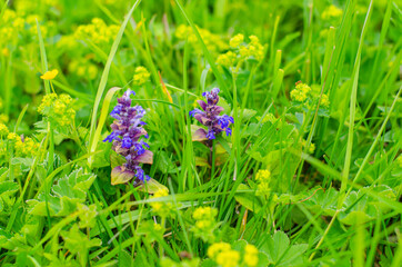 Summer meadow with blue flowers on grass leaves. The natural background. High quality photo.