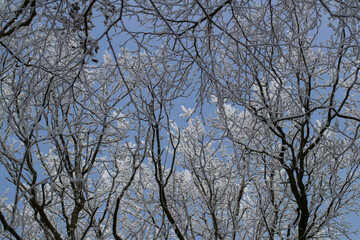 Winter. Frost. Snow. Trees. Lane structure. Maatschappij van Weldadigheid Frederiksoord. Drenthe. Netherlands