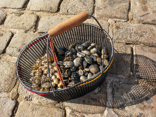 Cockles and clams in a bucket fresh from the sea. Fishing sea shells.