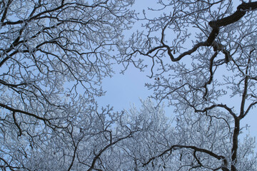 Winter. Frost. Snow. Trees. Lane structure. Maatschappij van Weldadigheid Frederiksoord. Drenthe. Netherlands