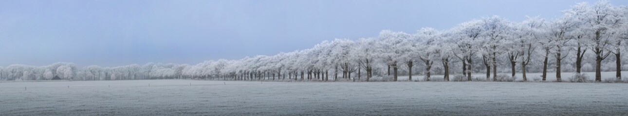 Winter. Snow. Frost. Frederiksoord Drenthe Netherlands. Maatschappij van Weldadigheid