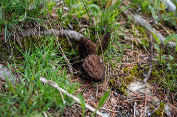 Morcheln auf Waldboden
