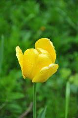 yellow tulip in the garden