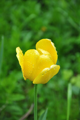 yellow tulip in the garden