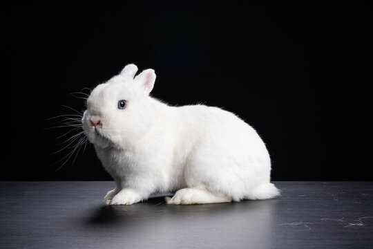 Baby bunny rabbite white mini lop ermine