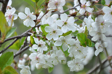 white plum flowers