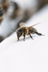 Bee is eating honey on the white background. close up honey bee. nature insects