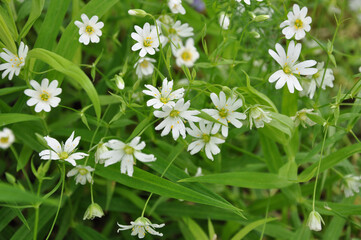 white flowers on green grass