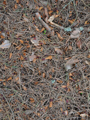 natural surface from needles and foliage