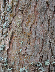 tree bark texture