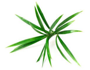 Naklejka premium fresh pandan leaves isolated on white background