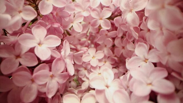 pink lilac flower closeup. dolly shot
