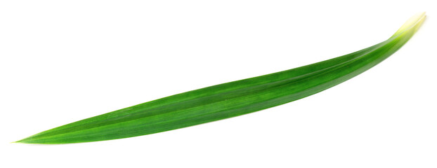 fresh pandan leaves isolated on white background