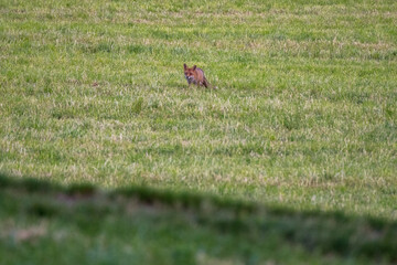 Rotfuchs auf Wiese im Emmental
