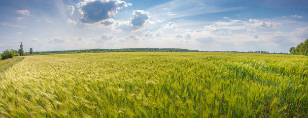Panoramic view over beautiful green and yellow farm landscape with light and shadows waves at growing wheat field in Germany with clouds in sky, summer