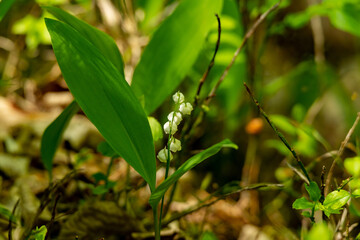 lily of the valley in the forest. Convallaria majalis