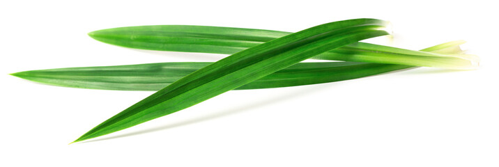 fresh pandan leaves isolated on white background