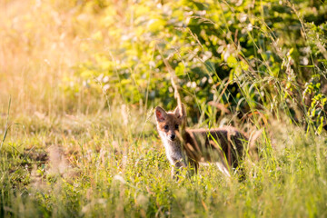 junger Fuchs in hohem Gras am Waldrand im Aaretal