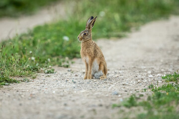 Leveret or young hare, (Scientific name: Lepus Europaeus) sat alert and upright, facing left on a farm track.  Blurred background.  Horizontal.  Space for copy.
