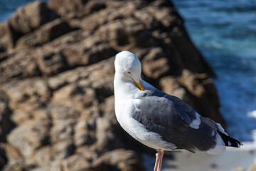 Fototapeta na wymiar Close-up of a seagull on the west coast of the USA. Bird Rock on a historic 17-Mile Drive at Monterey Bay on California Pacific Ocean coast. Shallow depth of field. Blurred Background. 