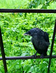 crow on the grass