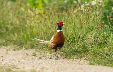 Pheasant, colourful cock bird in full breeding plumage, strutting in natural farmland habitat with Ribwort Plantain and other common weeds.   Facing right.  Horizontal.  Space for copy.
