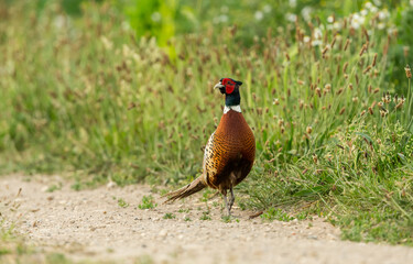 Pheasant, colourful cock bird in full breeding plumage, strutting in natural farmland habitat with Ribwort Plantain.  Horizontal, space for copy.