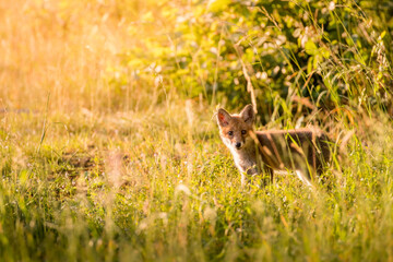junger Fuchs in hohem Gras am Waldrand im Aaretal
