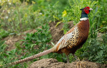 Pheasant (Scientific name: Phasianus Colchicus) .  Male ring necked pheasant  with colourful breeding plumage, facing right in natural farmland habitat.  Horizontal.  Space for copy.