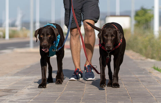 Two Funny Twin Dogs Walk Happily Next To Their Owner