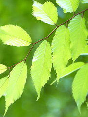 新緑のケヤキ