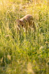 junger Fuchs in hohem Gras am Waldrand im Aaretal