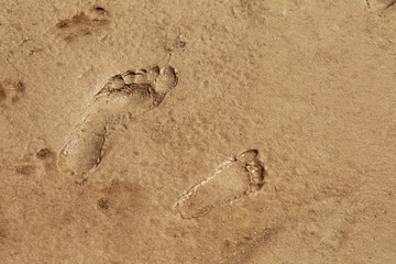 children's and adult human footprints on the wet sand at the beach