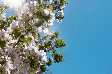 Cherry blossom in spring with copy space