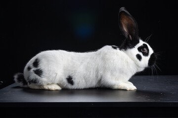 black and white continental giant bunny rabbit
