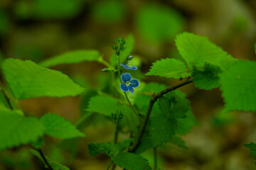 Blue Flowers in the forest. Veronica chamaedrys