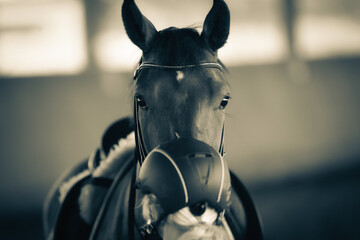Rider checking the bridle, horse looks attentively over his head, focus on the eye area of ​​the horse (partial toning).